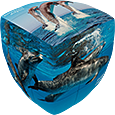 V-CUBE Dolphins