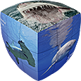 V-CUBE Sharks