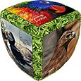 V-CUBE Birds